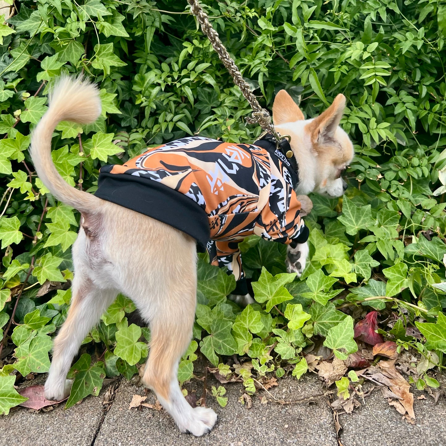 Cinnamon / シナモン