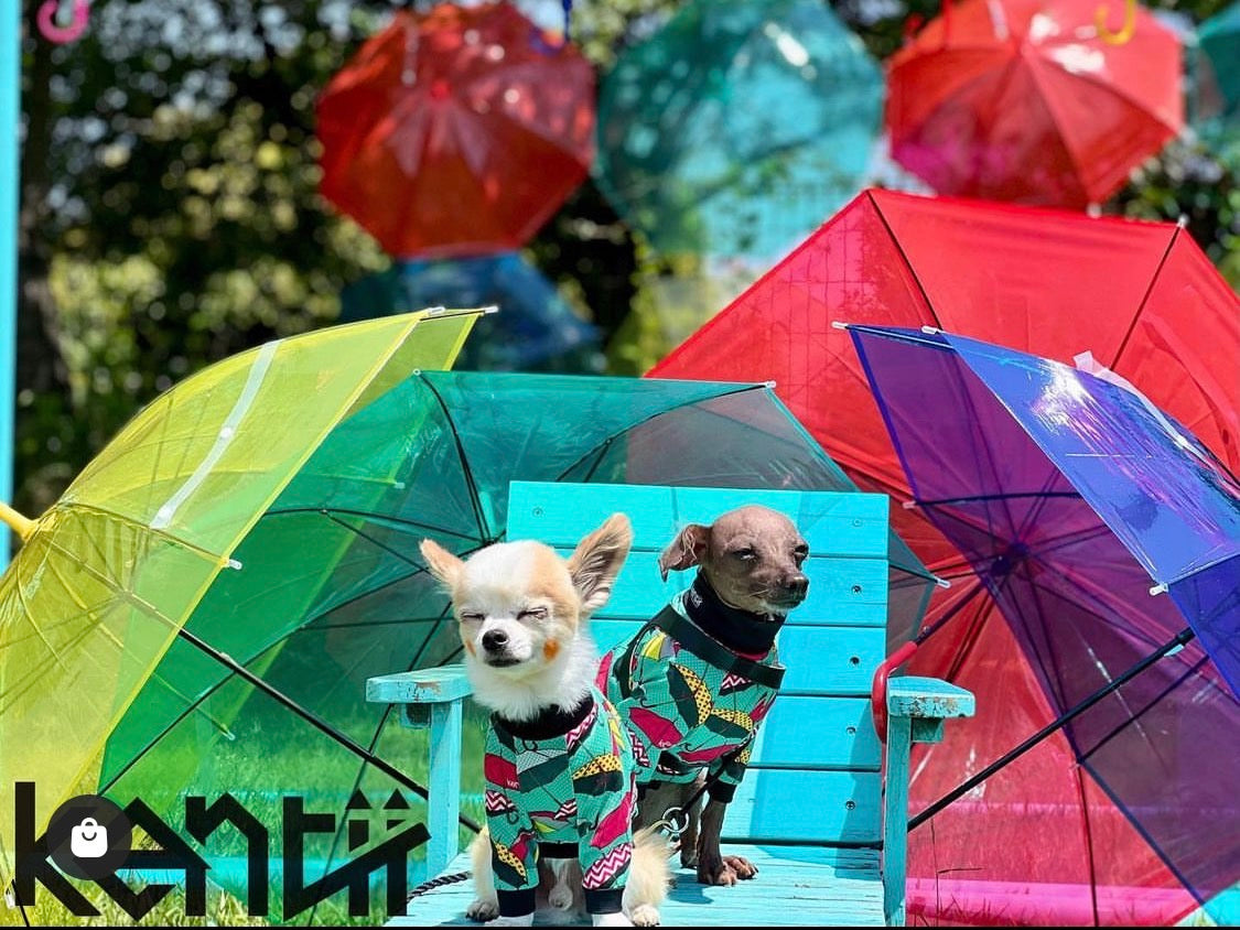 Umbrella Sky / アンブレラスカイ