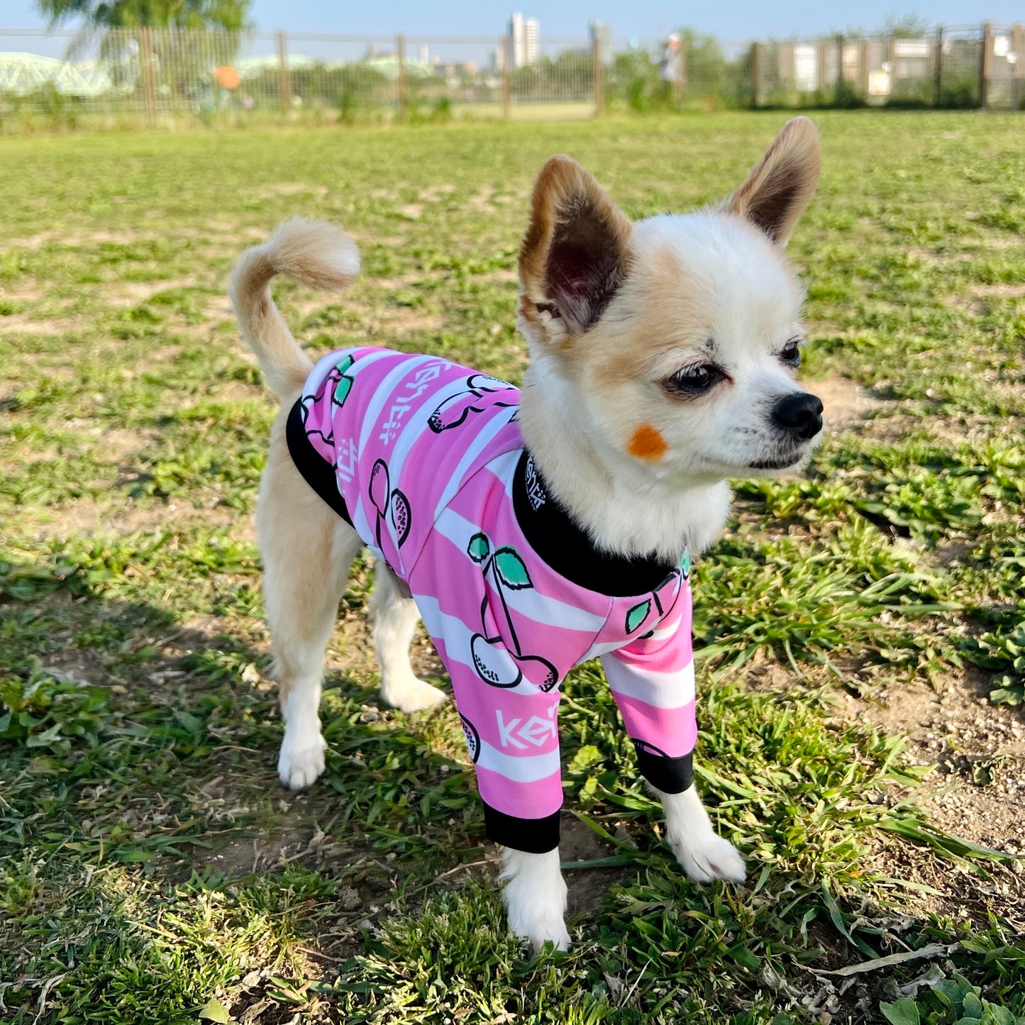 PINKY / ピンキー
