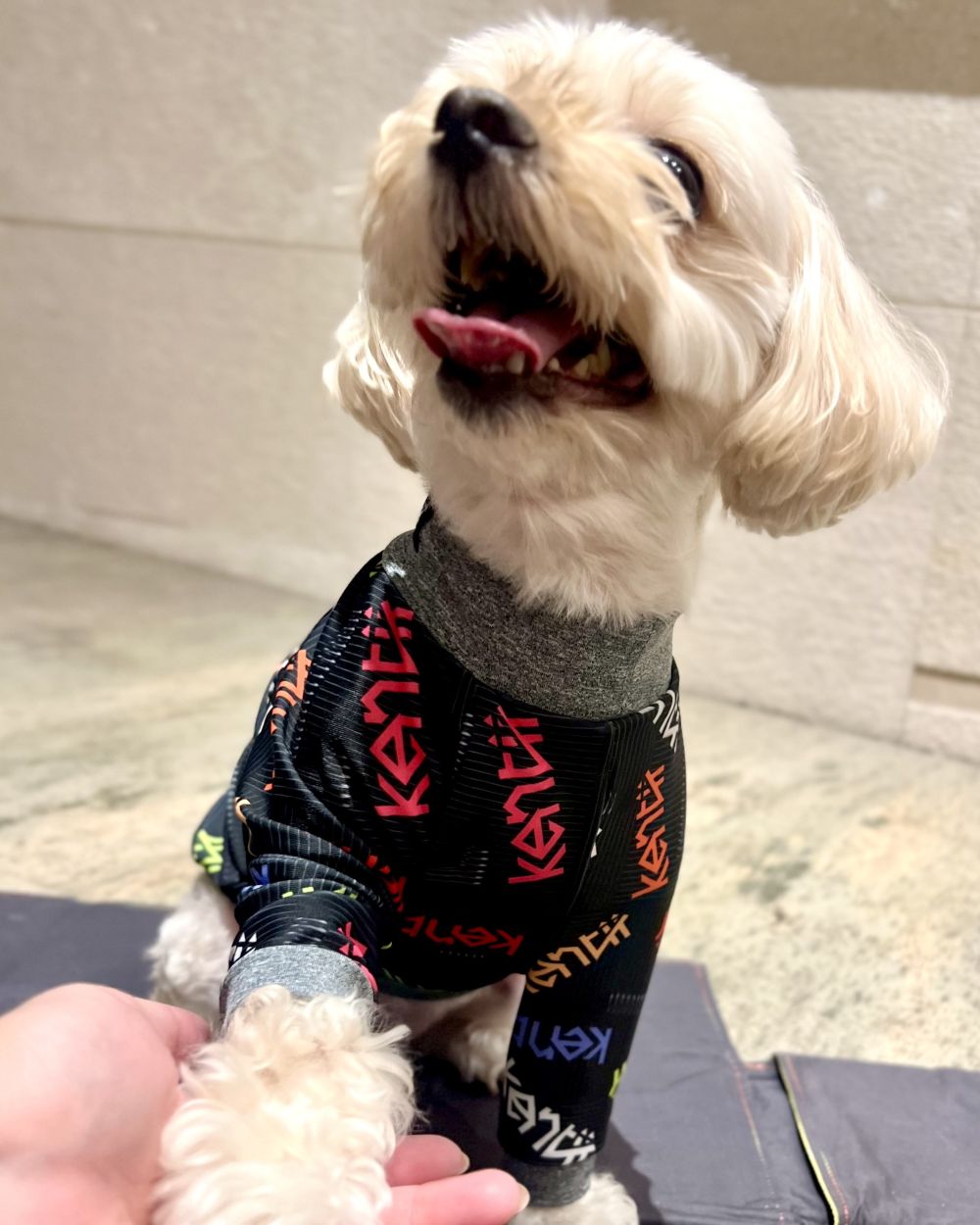 Celebrate / セレブレイト