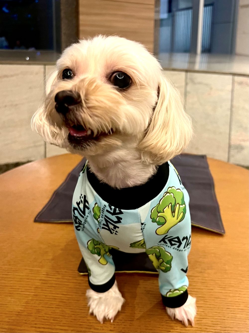 Broccoli / ブロッコリー