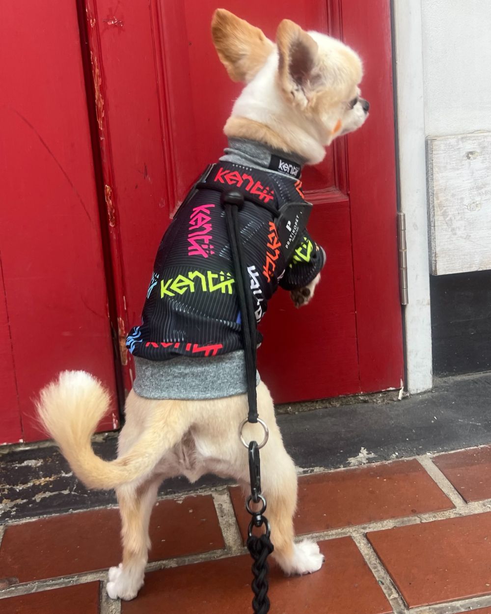 Celebrate / セレブレイト