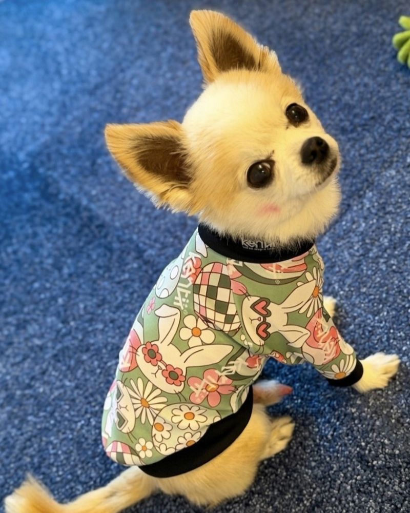 Cheeky Bunny / チーキーバニー