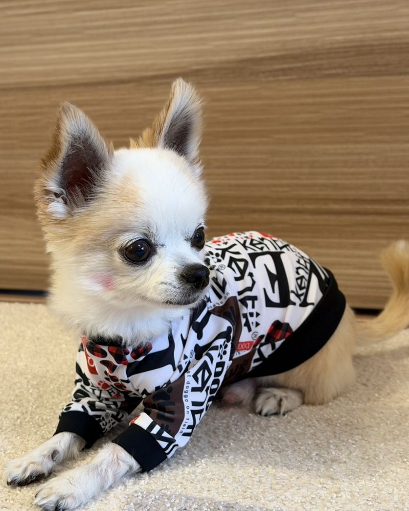 Love My Dog / ラブマイドッグ