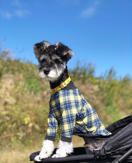 LONDON CHECK(YELLOW) / ロンドンチェック・イエロー
